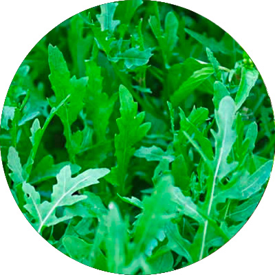 Wild And Cultivated Rocket - 151
